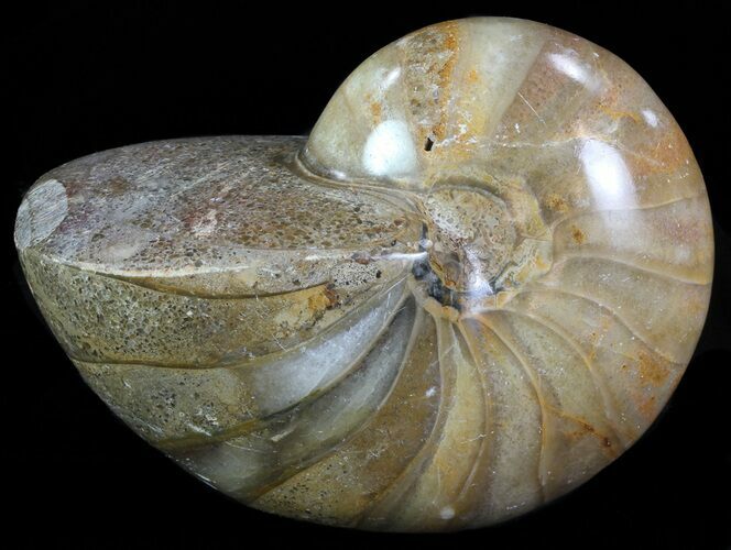 Polished Nautilus Fossil - Madagascar #67917